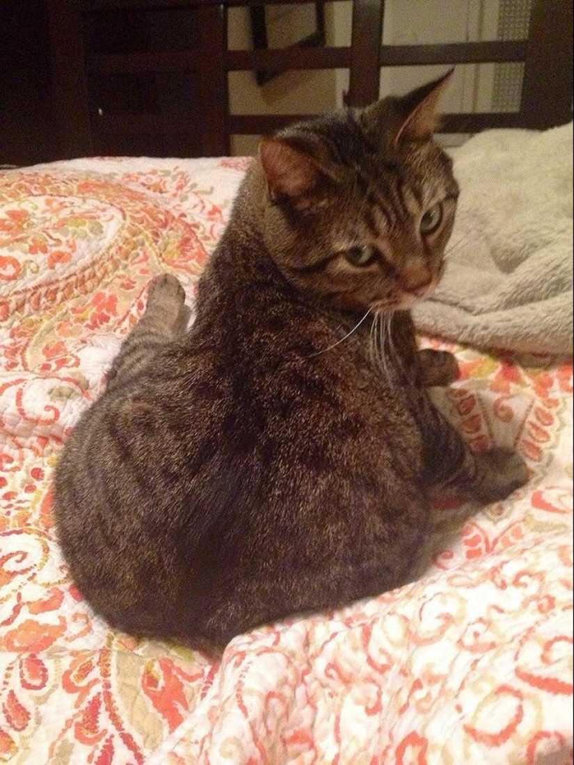 20 divertidos animalitos que se creen muy sexys