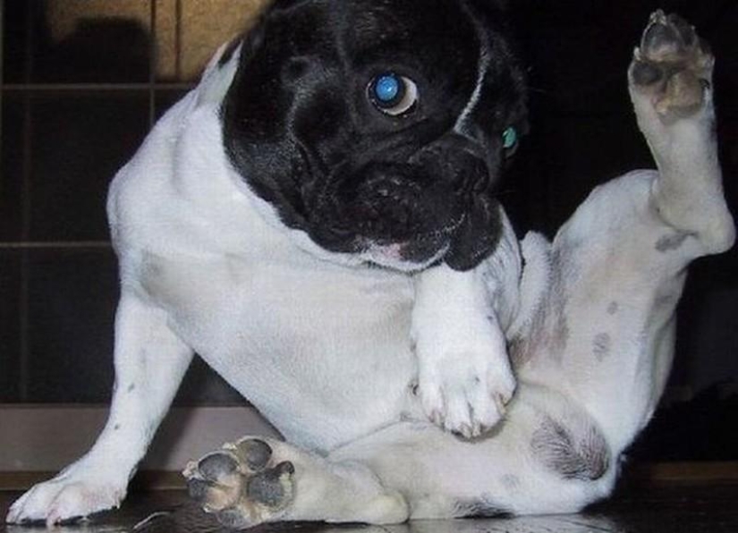 20 divertidos animalitos que se creen muy sexys