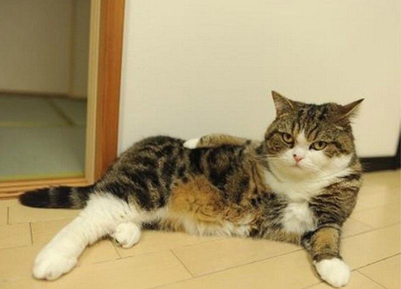 20 divertidos animalitos que se creen muy sexys