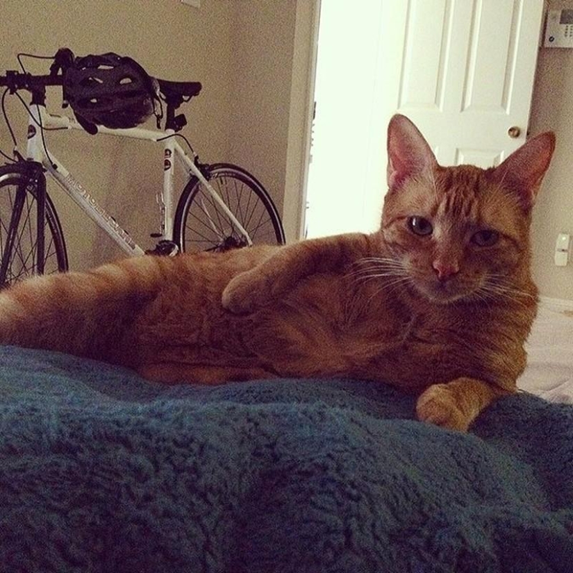 20 divertidos animalitos que se creen muy sexys