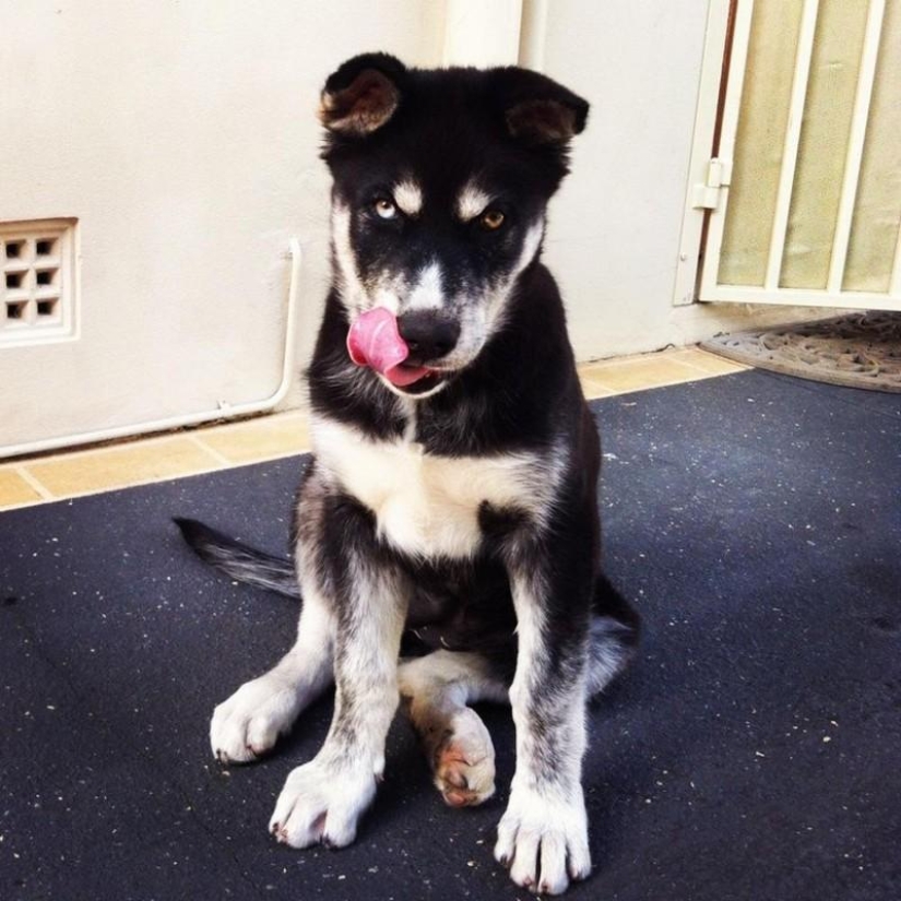 20 divertidos animalitos que se creen muy sexys