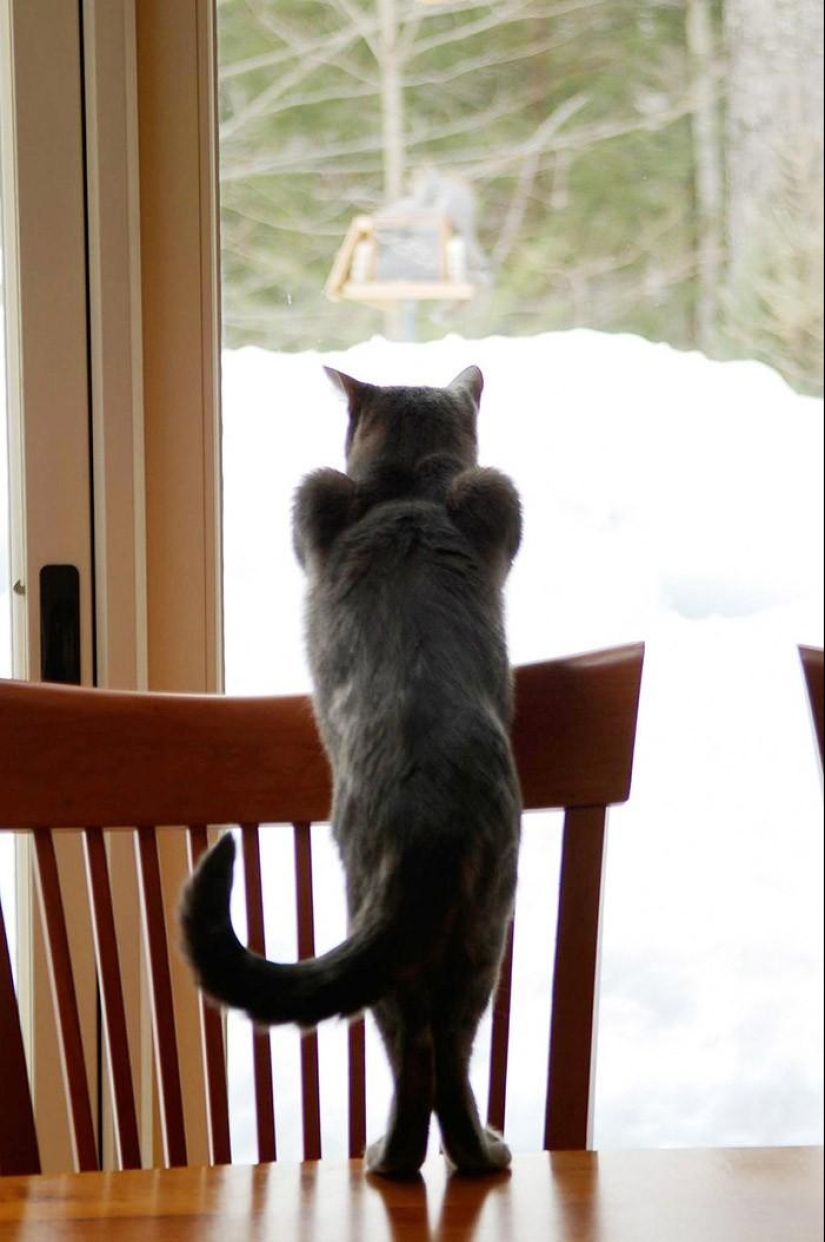 20 divertidos animalitos que se creen muy sexys