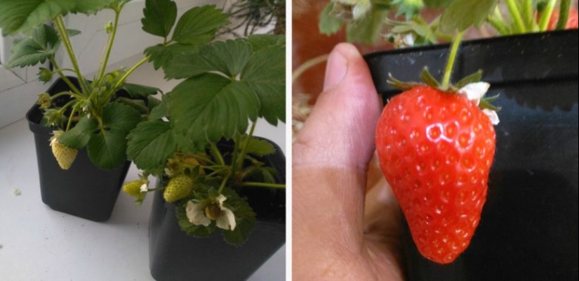 20 divertidos ejemplos de cuando la madre pereza ganó