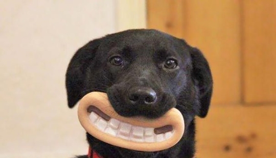 20 dogs who Don't Know How Stupid They look with their Toys