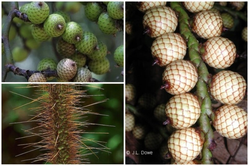 20 edible fruit, which you have not even heard 20 edible fruit, which you have not even heard