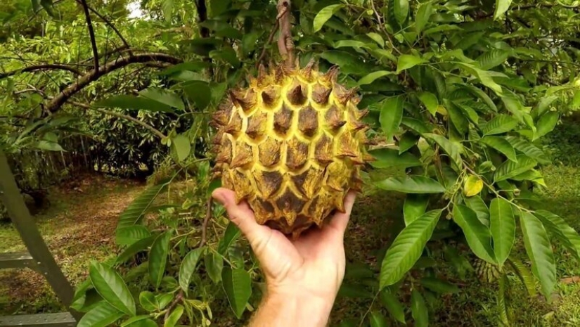 20 edible fruit, which you have not even heard 20 edible fruit, which you have not even heard