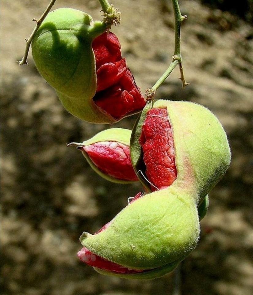 20 edible fruit, which you have not even heard 20 edible fruit, which you have not even heard