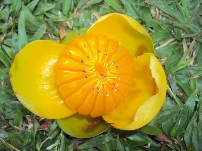 20 edible fruit, which you have not even heard 20 edible fruit, which you have not even heard