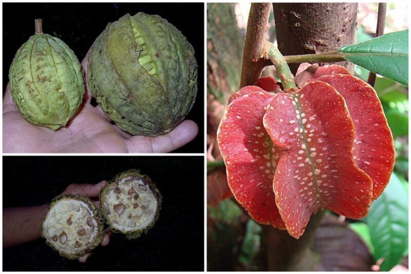 20 edible fruit, which you have not even heard 20 edible fruit, which you have not even heard