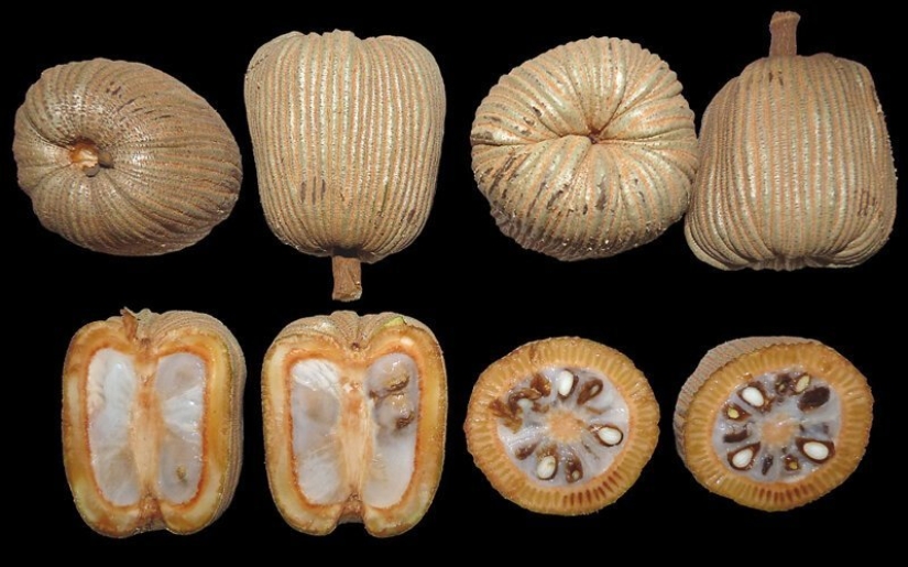 20 edible fruit, which you have not even heard 20 edible fruit, which you have not even heard