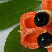 20 exotic fruits from around the world, which you never heard