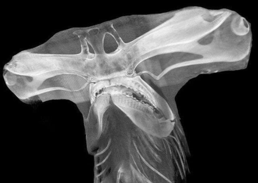 20 fotos de cosas interesantes que raramente se ve y si usted es muy afortunado