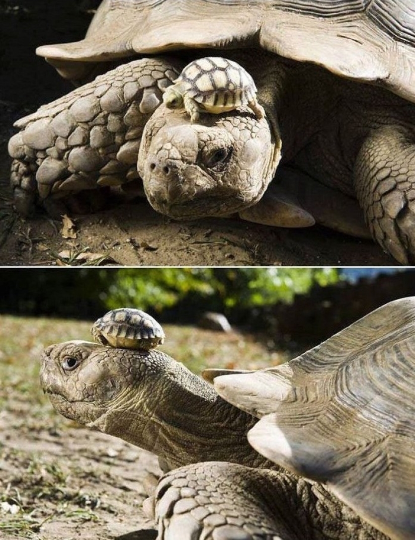 20 fotos de cosas interesantes que raramente se ve y si usted es muy afortunado