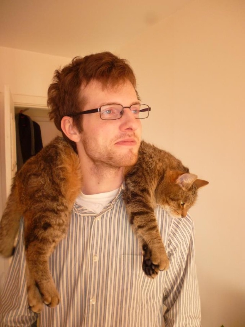 20 fotos de gatos que han alcanzado el Zen