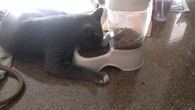 20 fotos de gatos que han alcanzado el Zen