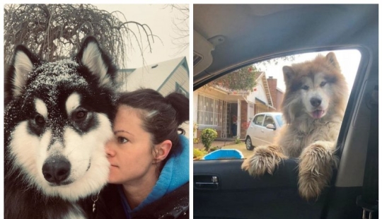 20 fotos de la encantadora Malamutes de Alaska que le levante el ánimo