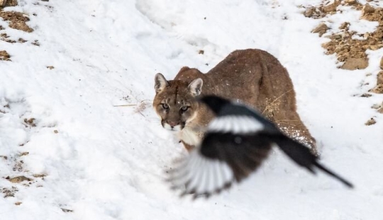 20 fotos de la vida silvestre que es tan malo que incluso los buenos