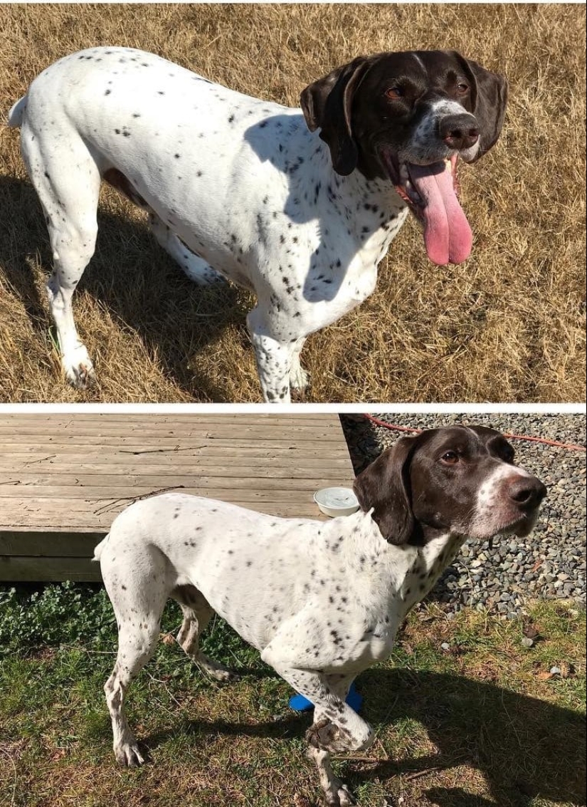 20 fotos de perros antes y después de que se llevó en las piernas y fue capaz de bajar de peso 20 fotos de perros antes y después de que se llevó en las piernas y fue capaz de bajar de peso