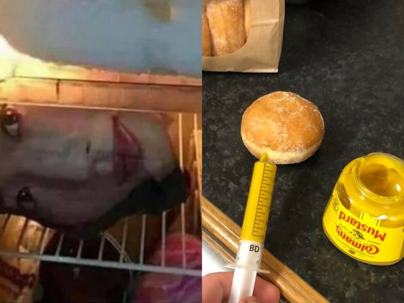 20 fotos demostrando que la venganza puede ser diferente 20 fotos demostrando que la venganza puede ser diferente