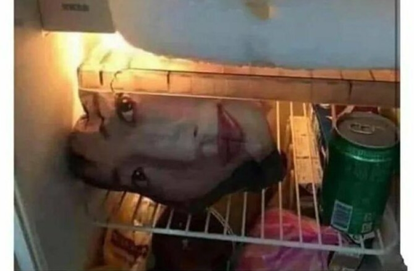 20 fotos demostrando que la venganza puede ser diferente 20 fotos demostrando que la venganza puede ser diferente