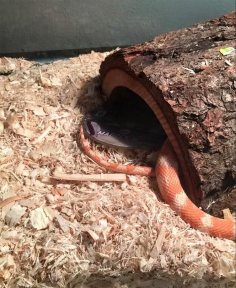 20 fotos demostrando que la venganza puede ser diferente 20 fotos demostrando que la venganza puede ser diferente