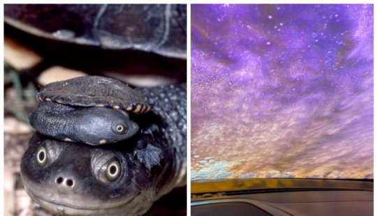 20 fotos que representan algo completamente diferente de lo que parece a primera vista