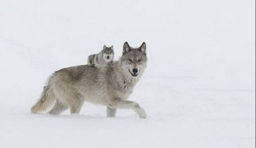20 fotos que tendrás que echar un vistazo más de cerca 20 fotos que tendrás que echar un vistazo más de cerca
