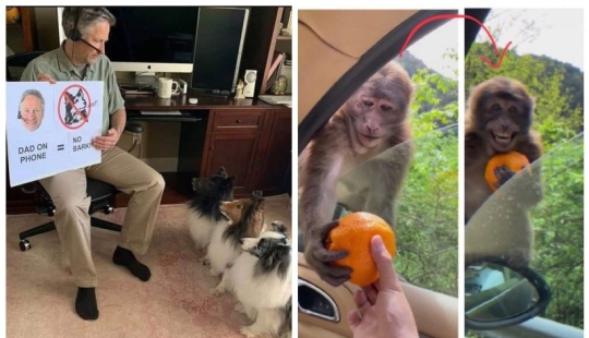 20 fotos súper miméticas que te encantarán