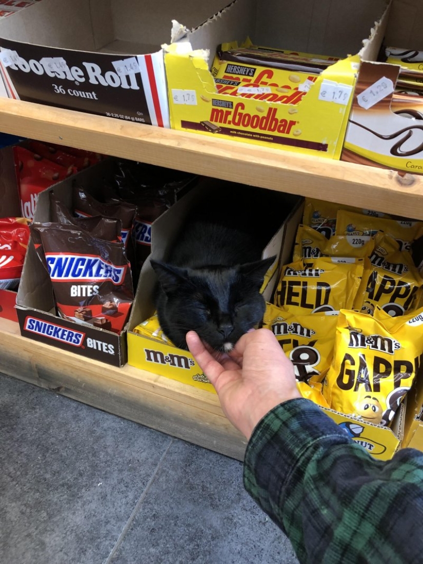 20 funny hardworking cats who were looking forward to the weekend 20 funny hardworking cats who were looking forward to the weekend