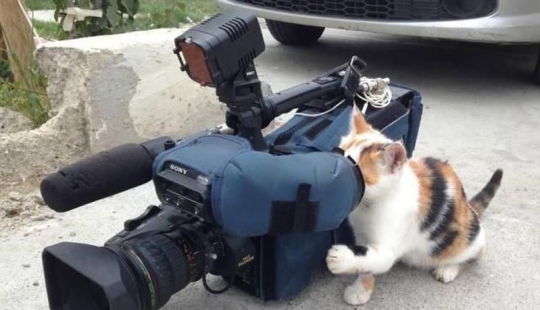 20 funny hardworking cats who were looking forward to the weekend