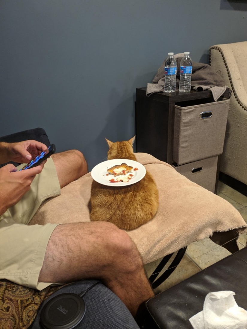 20 funny hardworking cats who were looking forward to the weekend 20 funny hardworking cats who were looking forward to the weekend