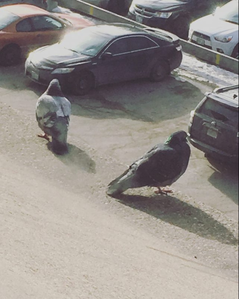 20 funny optical illusions that occur in everyday life