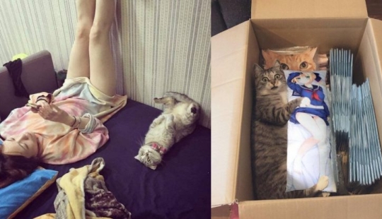 20 funny photos of cats that will make you laugh