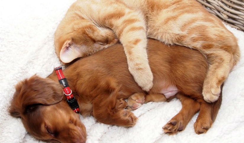 20 gatos que están enamorados de los perros