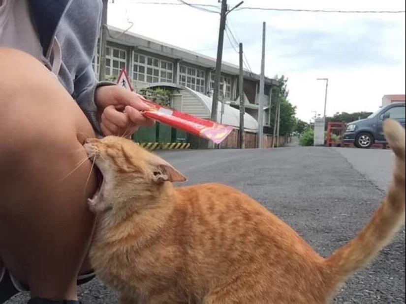 20 gatos que finalmente se descompusieron o fueron bombeados a un nuevo nivel