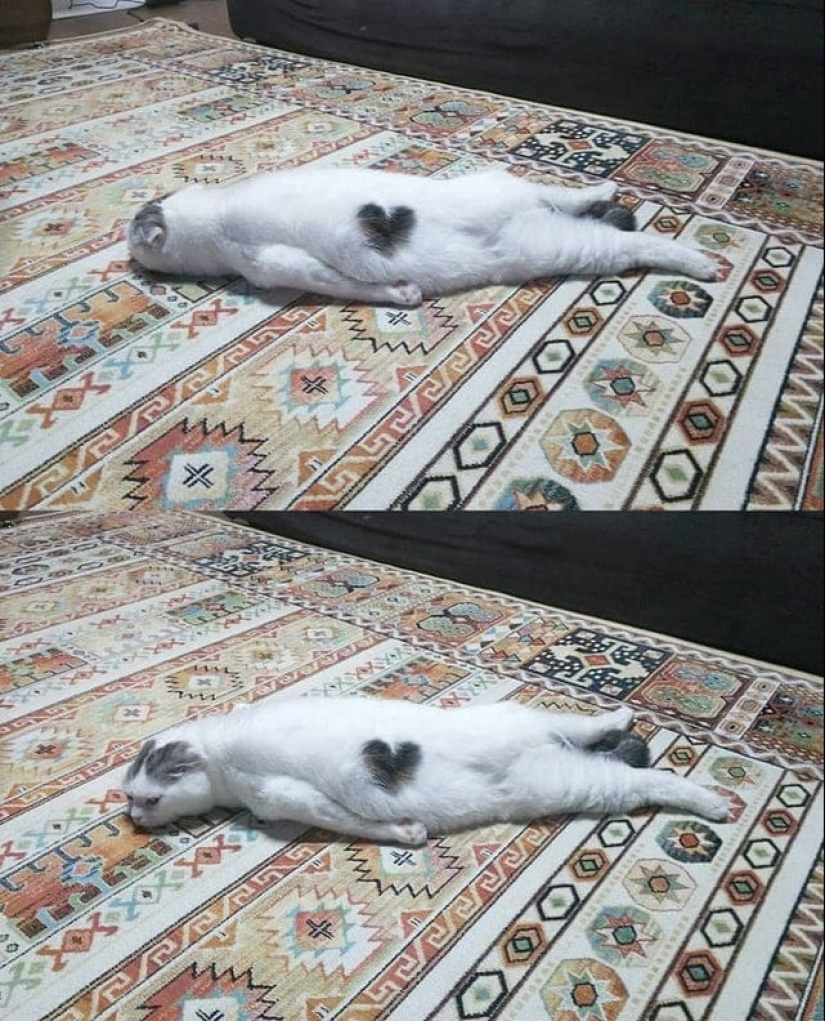 20 gatos que finalmente se descompusieron o fueron bombeados a un nuevo nivel