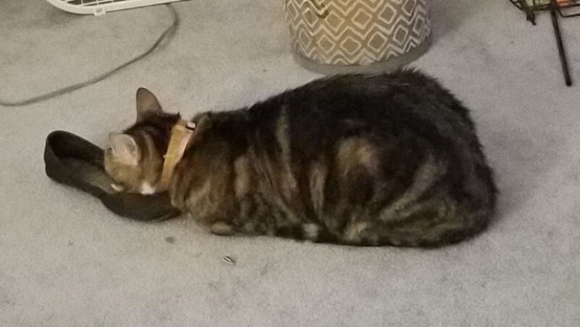 20 gatos que finalmente se descompusieron o fueron bombeados a un nuevo nivel