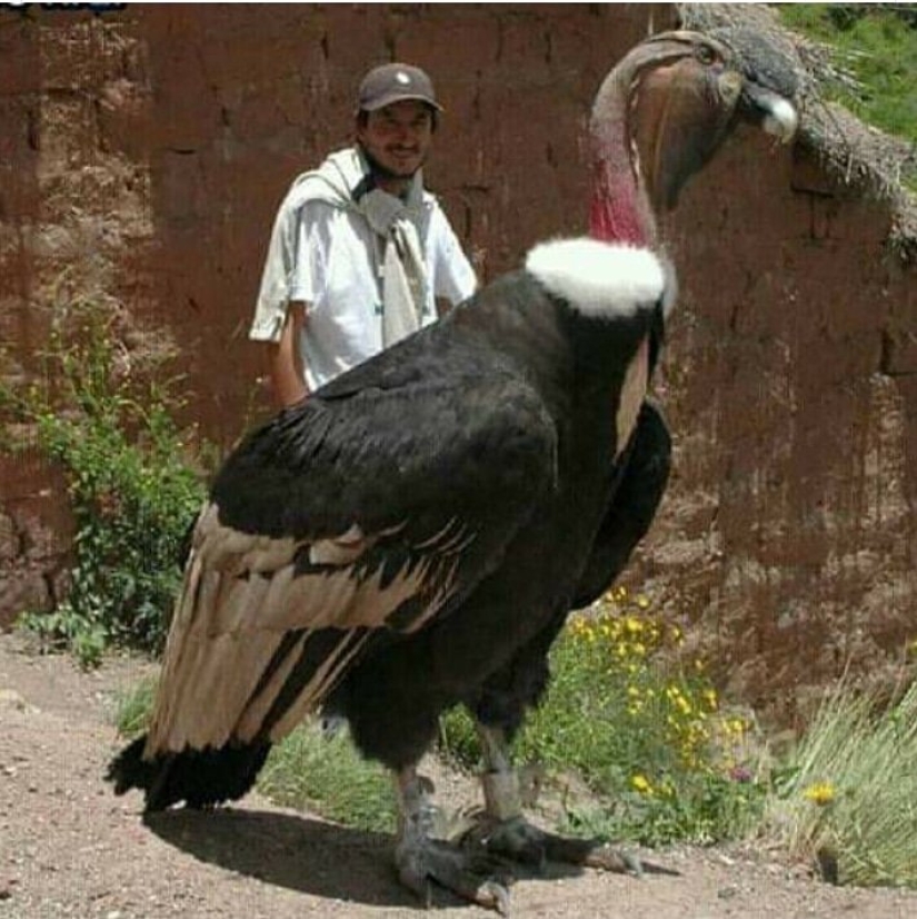 20 gigantescos objetos naturales que te sorprenderán