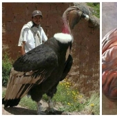 20 gigantescos objetos naturales que te sorprenderán