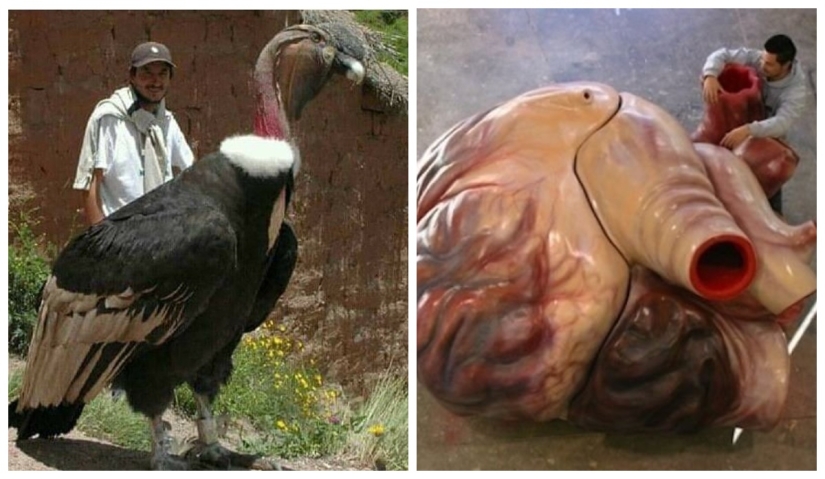 20 Gigantic Natural Objects That Will Shock You