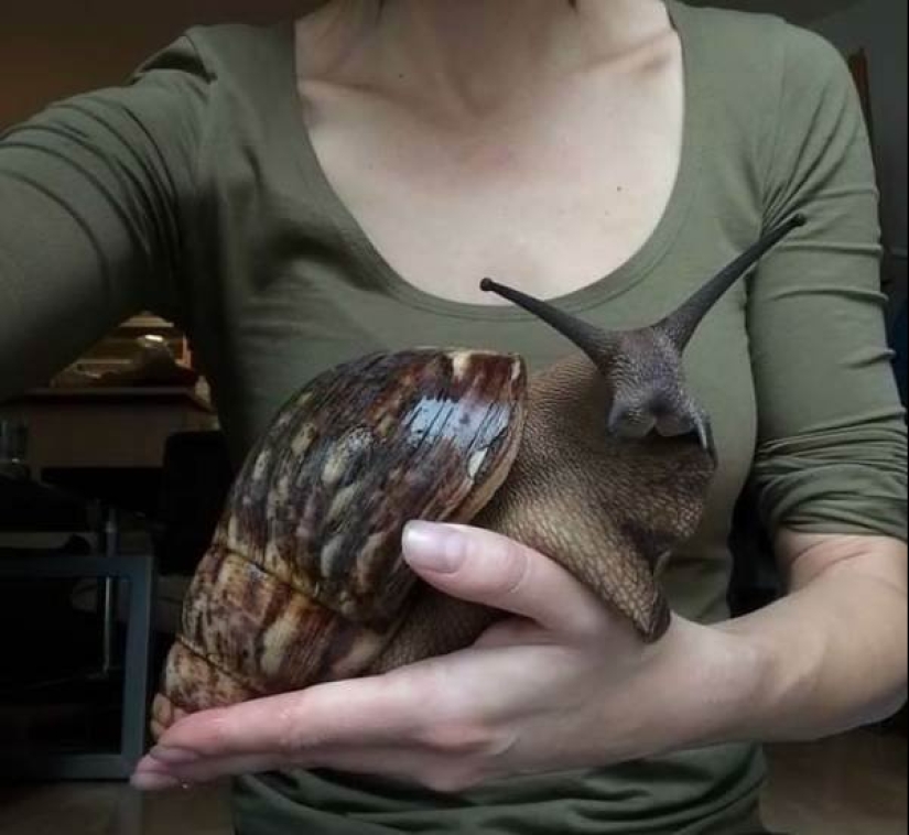 20 grandes cosas, para estimar el tamaño de lo que puede ser comparado con sólo 20 grandes cosas, para estimar el tamaño de lo que puede ser comparado con sólo