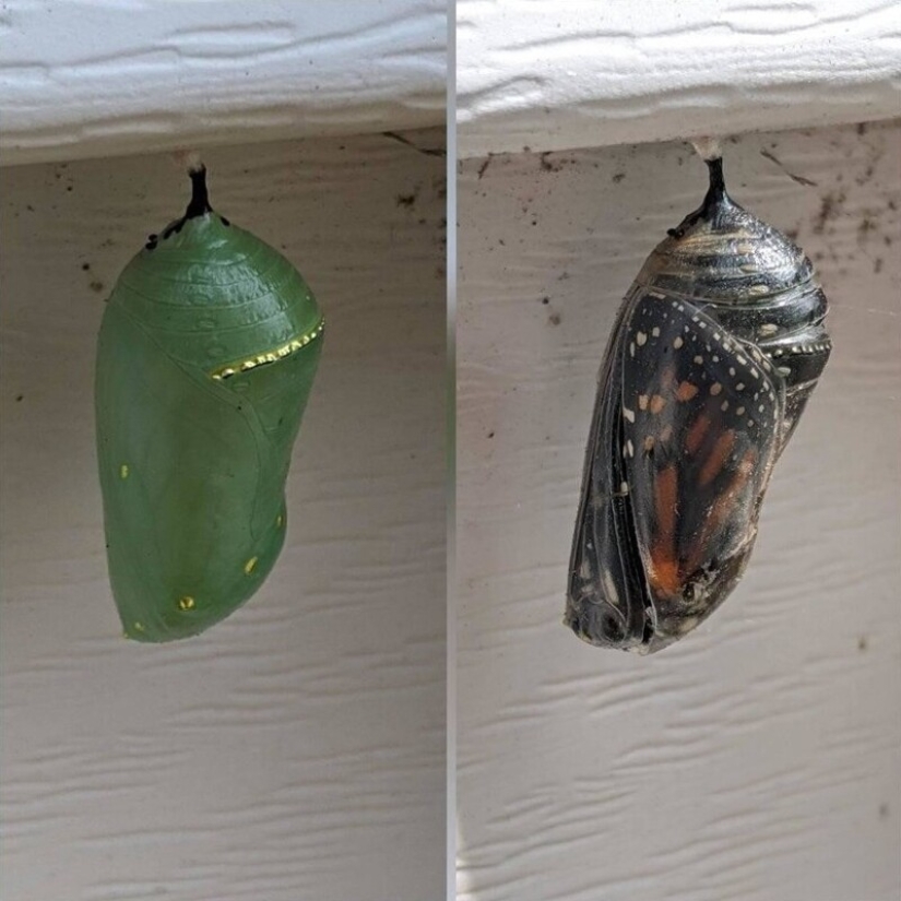 20 hallazgos extraños, cuyo origen se descubrió gracias a la Red 20 hallazgos extraños, cuyo origen se descubrió gracias a la Red