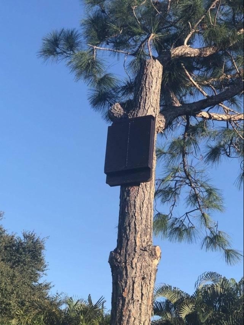 20 hallazgos extraños, cuyo origen se descubrió gracias a la Red 20 hallazgos extraños, cuyo origen se descubrió gracias a la Red