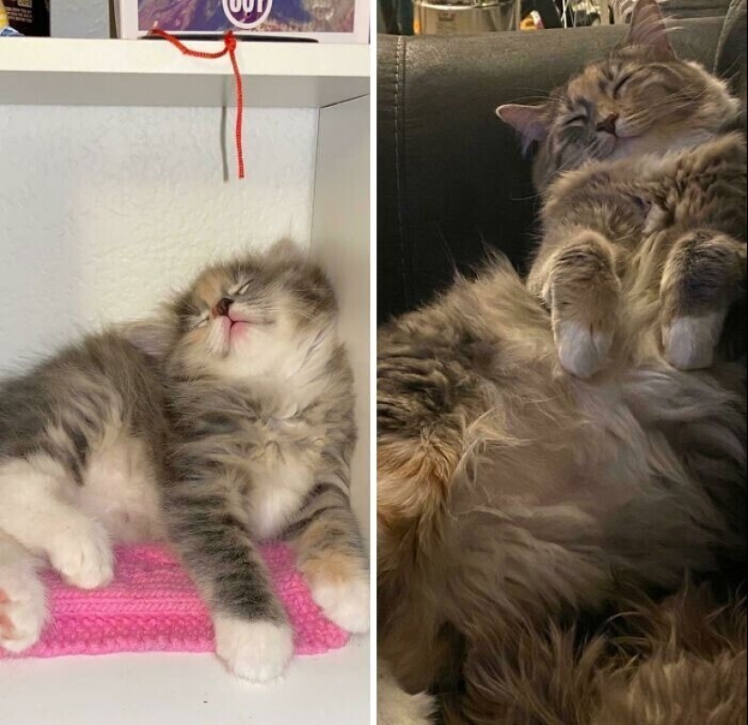 20+ heart touching pictures about how to quickly grow our favorite koteyki 20+ heart touching pictures about how to quickly grow our favorite koteyki