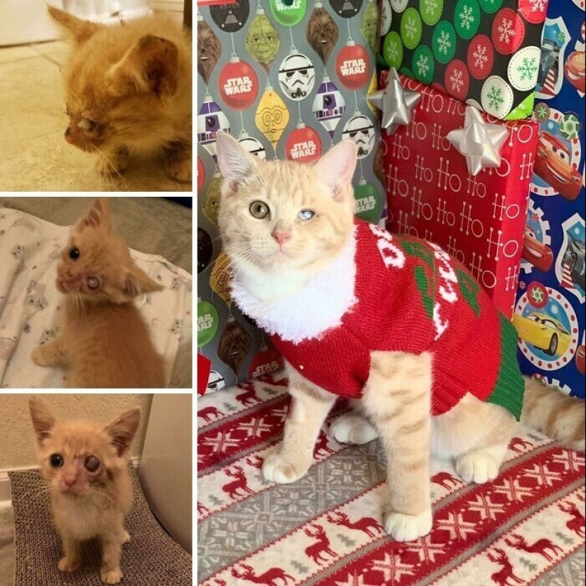 20+ heart touching pictures about how to quickly grow our favorite koteyki 20+ heart touching pictures about how to quickly grow our favorite koteyki