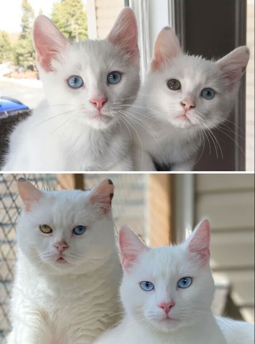 20+ heart touching pictures about how to quickly grow our favorite koteyki 20+ heart touching pictures about how to quickly grow our favorite koteyki