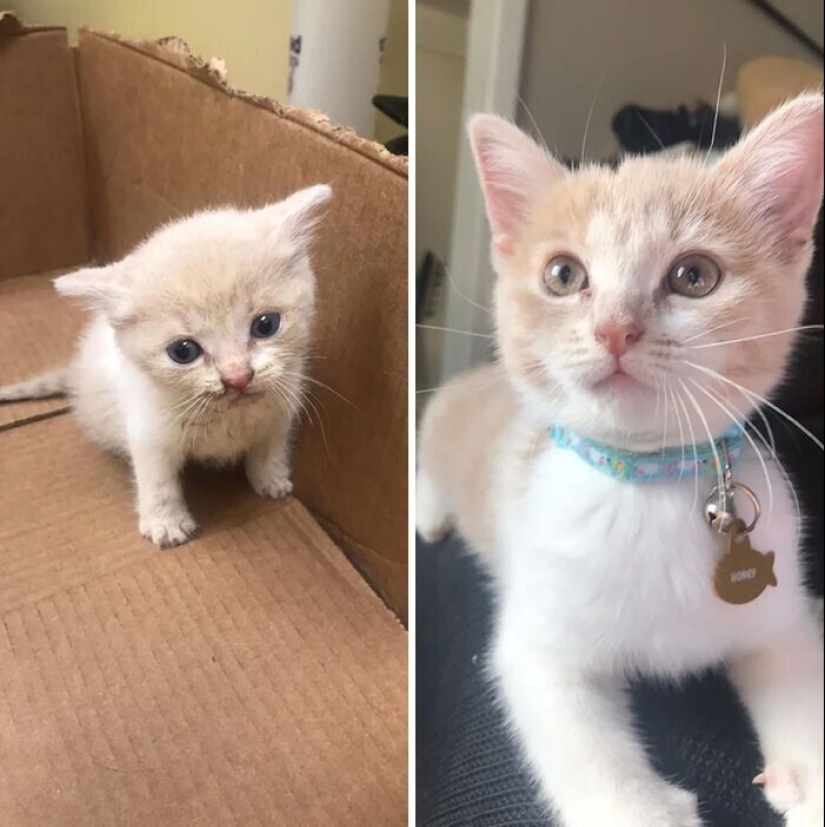 20+ heart touching pictures about how to quickly grow our favorite koteyki 20+ heart touching pictures about how to quickly grow our favorite koteyki