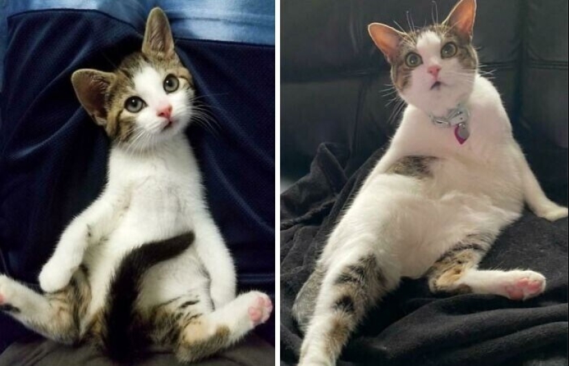 20+ heart touching pictures about how to quickly grow our favorite koteyki 20+ heart touching pictures about how to quickly grow our favorite koteyki