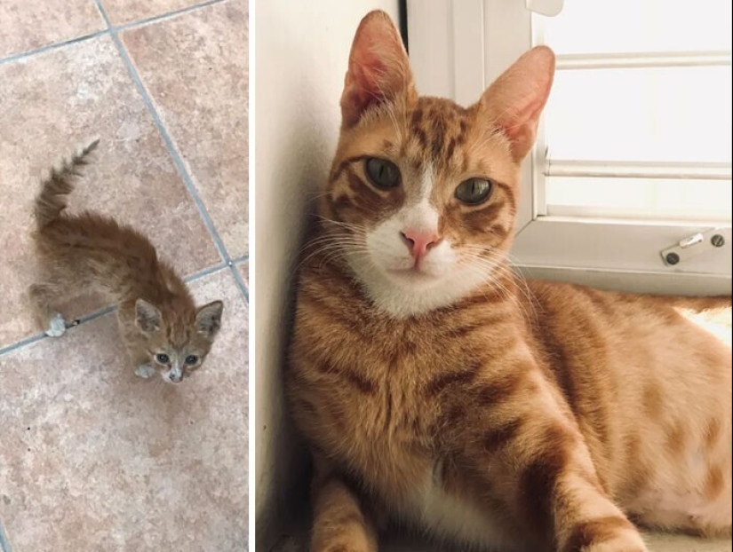 20+ heart touching pictures about how to quickly grow our favorite koteyki 20+ heart touching pictures about how to quickly grow our favorite koteyki