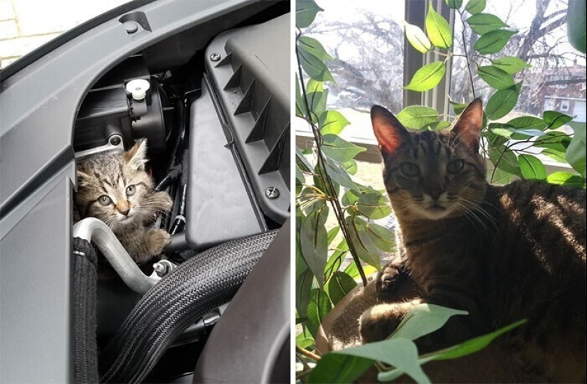 20+ heart touching pictures about how to quickly grow our favorite koteyki 20+ heart touching pictures about how to quickly grow our favorite koteyki